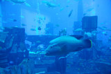 Napoleonfish swimming among the ruins of the Lost City of Atlantis