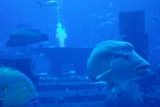 Napoleonfish, Atlantis, the Palm