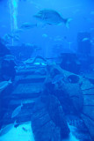Aquarium - Atlantis, the Palm
