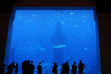 Aquarium - Atlantis, the Palm