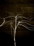 soul tree