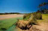 Narrabeen Lagoon with palm trees