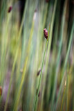 Reeds in Botanic Gardens