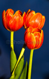 Red Tulips
