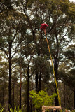 Gymea lily at Mirambeena