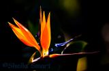 Strelitzia aka bird of paradise