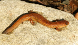 Northern Spring Salamander - Gyrinophilus porphyriticus
