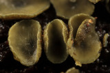 Chlorociboria chlora