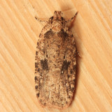 0867 - Agonopterix pulvipennella