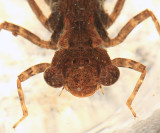 Swamp Darner - Epiaeschna heros