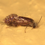 0005 - Purplish Birch-miner Moth - Eriocrania semipurpurella