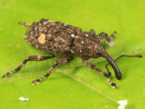 Pissodes rotundatus