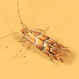 0800 - Phyllonorycter tritaenianella