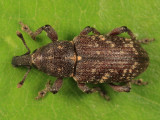 Hylobius pales
