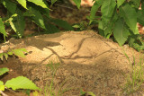 Ruffed Grouse sand bath