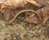 Northern Two-lined Salamander - Eurycea bislineata