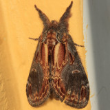 7926 - Finned-willow Prominent - Notodonta scitipennis