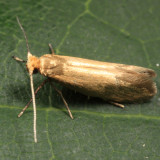 0426 – Tineola bisselliella