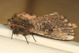 8005 - Morning-glory Prominent - Schizura ipomoeae