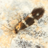 0183 - Phylloporia bistrigella