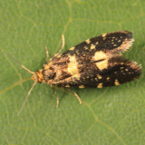 0180.1 - Lampronia corticella