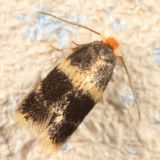 0037 - Ectoedemia ochrefasciella
