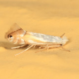 0785 - Phyllonorycter quercialbella