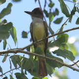 Brown-crested Flycatcher - Myiarchus tyrannulus