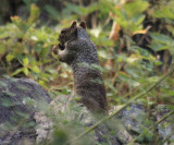 Rock Squirrel - Spermophilus variegatus