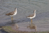 Wilson's Phalarope - Phalaropus tricolor