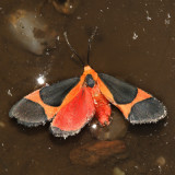 8078 - Cisthene martini