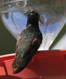 Magnificent Hummingbird - Eugenes fulgens (male)
