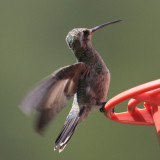 Broad-billed Hummingbird - Cynanthus latirostris (female)