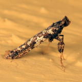 0637 - Caloptilia serotinella
