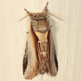 7922 - Black-rimmed Prominent - Pheosia rimosa