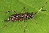 Agrothereutes lophyri