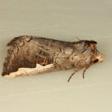 7951- White-headed Prominent - Symmerista albifrons