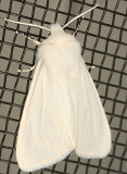 8140 - Fall Webworm Moth - Hyphantria cunea