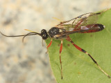 Agrothereutes cimbcivorus