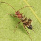 Gelis tenellus