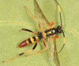 Polytribax contiguus