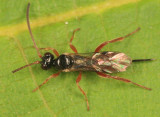 Mastrus sp.
