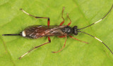 Gambrus polyphemi