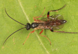 Pleolophus basizonus