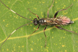 Asthenolabus scutellatus