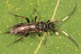 Endasys sp.