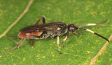 Endasys sp.
