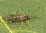 Bathythrix triangularis