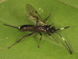 Giraudia sp.