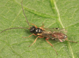 Phygadeuon sp.